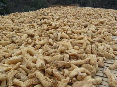 古代釀中珍品，天麻 無根無葉高兩米，曬干一斤三百元