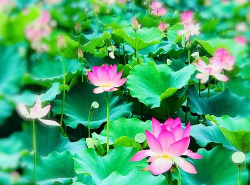 散文 王俊生 蓮趣